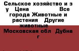 Сельское хозяйство и з/у › Цена ­ 2 500 000 - Все города Животные и растения » Другие животные   . Московская обл.,Дубна г.